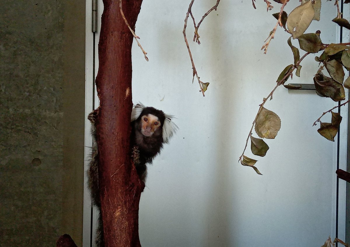 不思議な魅力。お猿さんがみんな仲良しでいいお顔だったな。
#ワタボウシタマリン
#ブラッザグエノン
#コモンマーモセット
#かみね動物園