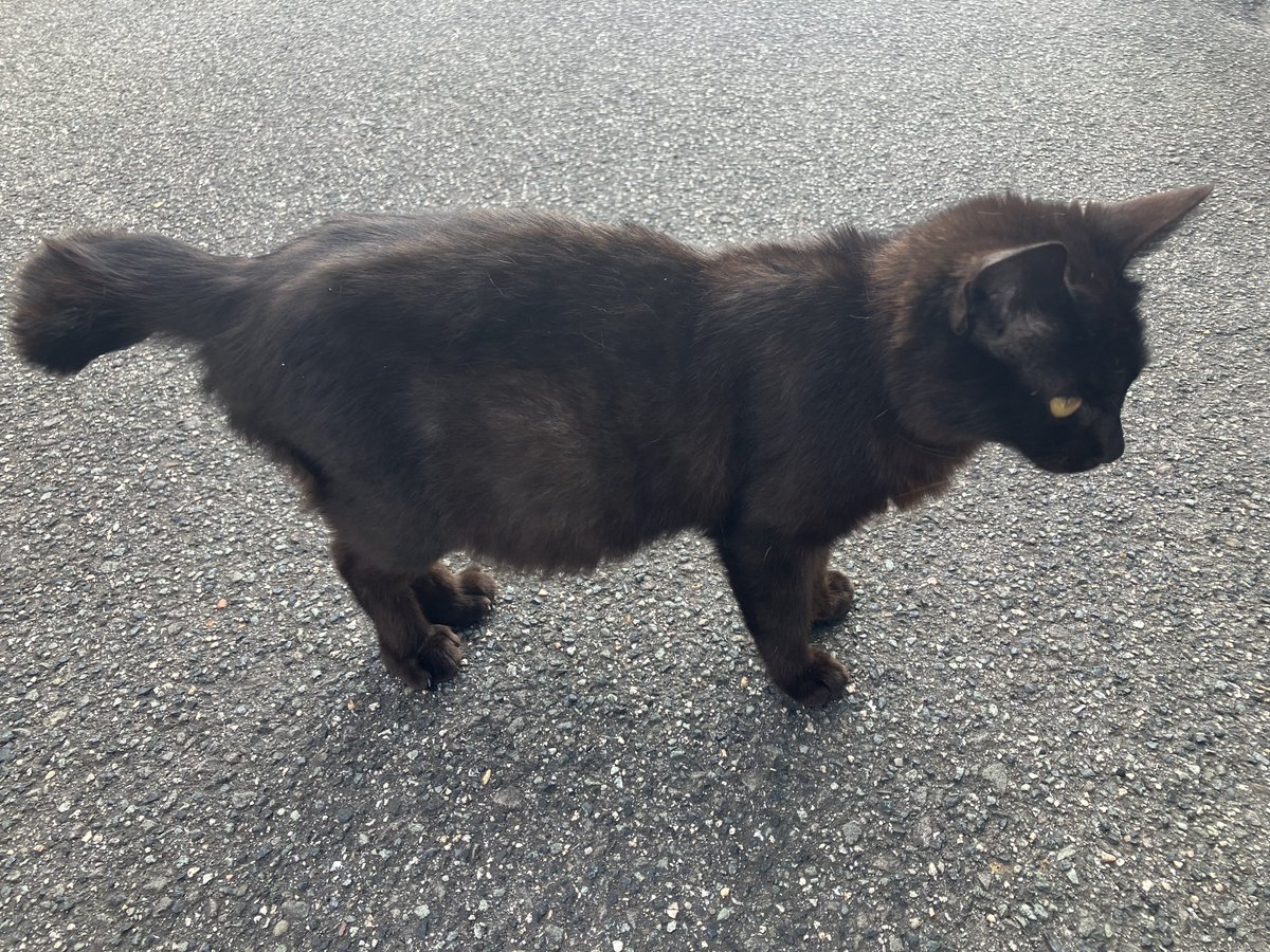 0713_swifty's tweet photo. The Black CAT https://t.co/kweH5CUYrO