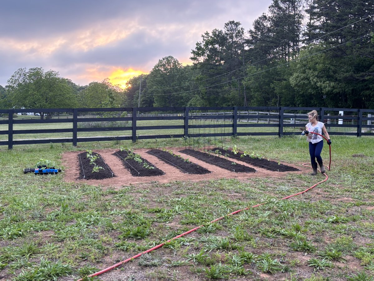 BigRhino9's tweet photo. @unseen1_unseen First time “farmer” here. Started from seed and put in the ground Friday. This was a huge amount of work/labor to get to this point. I’m addicted now. You are one of my inspos. Added lots more work since pics. https://t.co/XxXSNTRct7