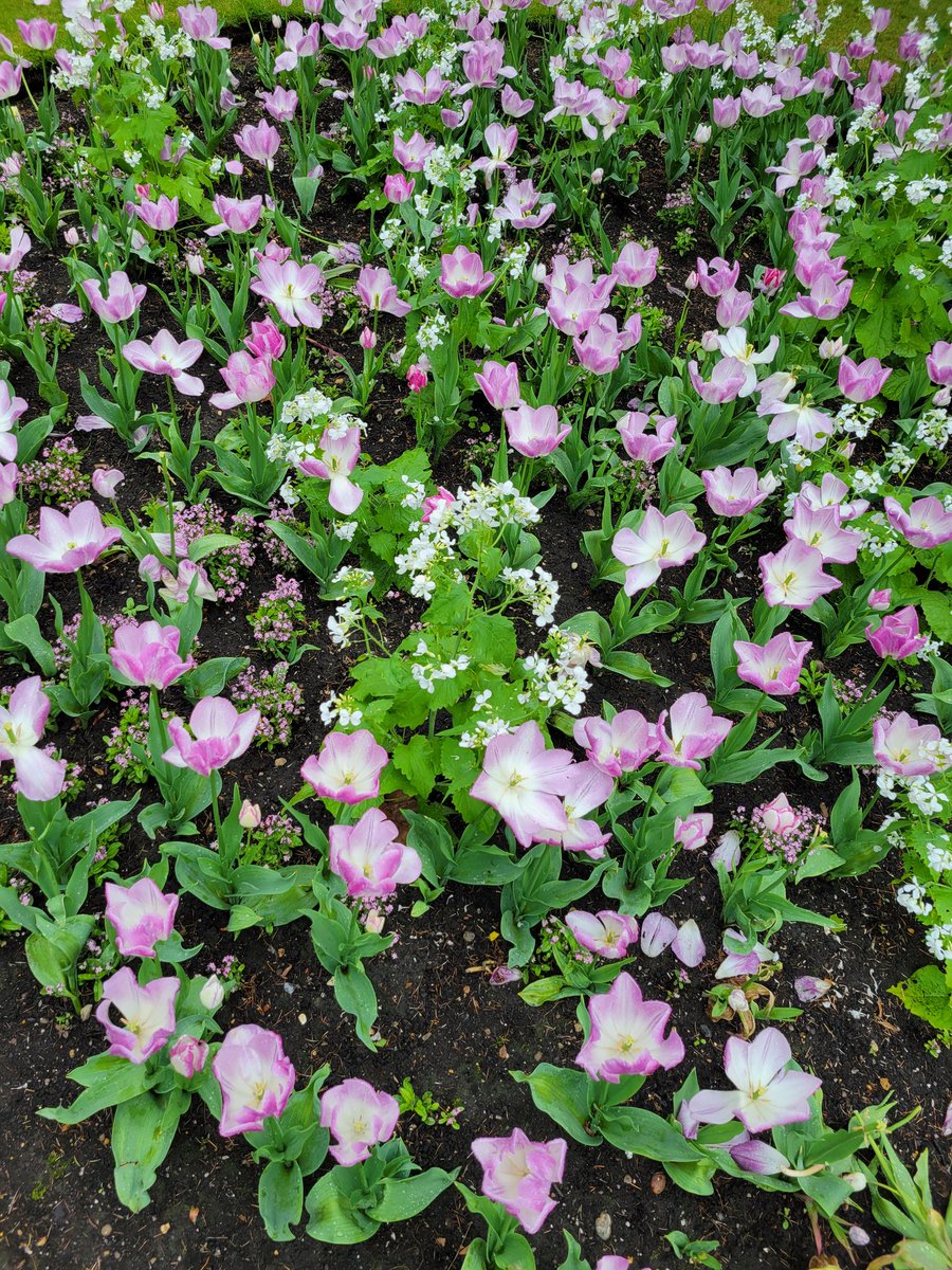 Tim Palmer tweet media