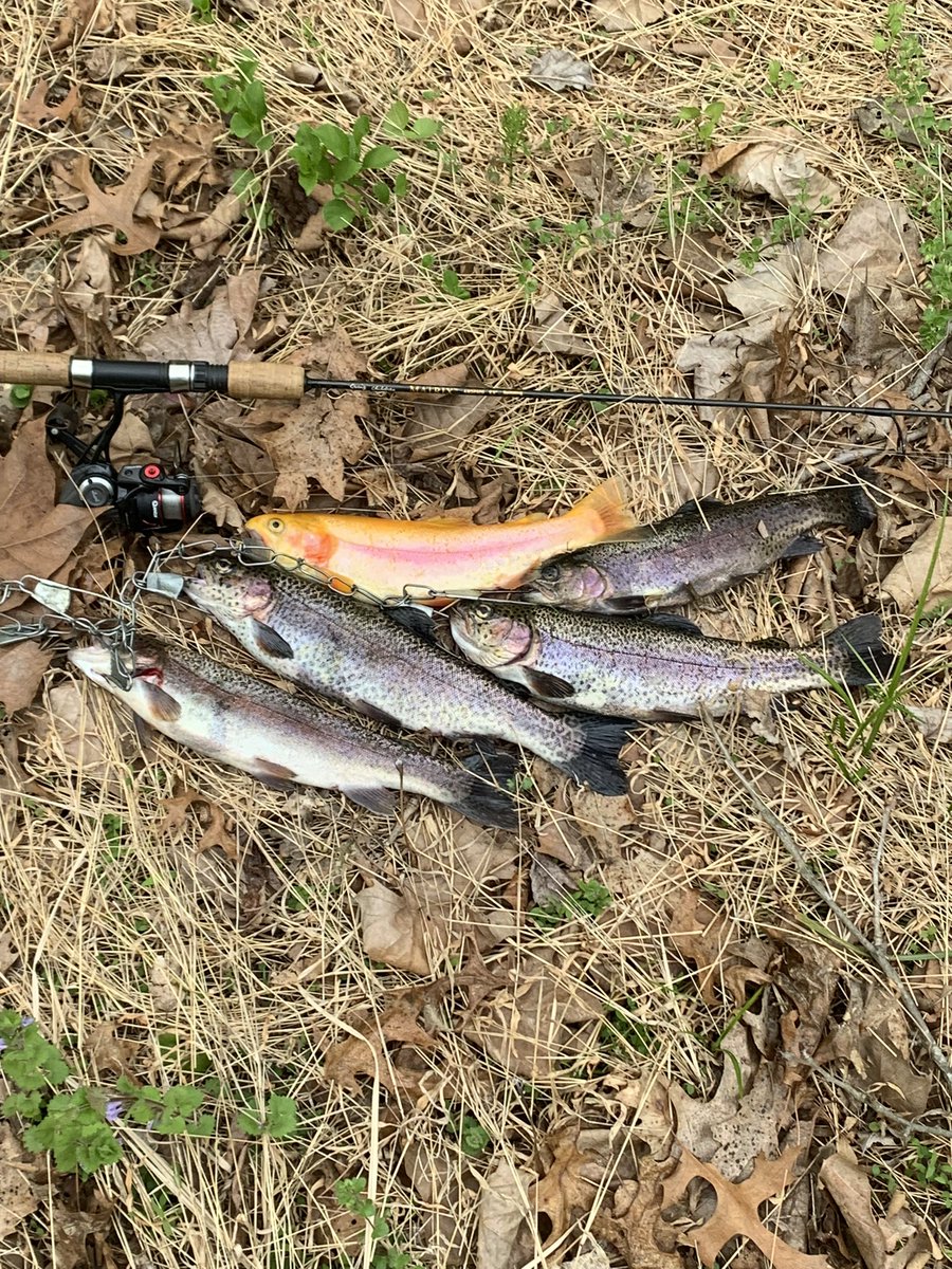 CACHILL's tweet photo. A good day on the Patapsco River. #trout #fish #fishing #troutfishing #mddnr https://t.co/ZwjKav6t1j
