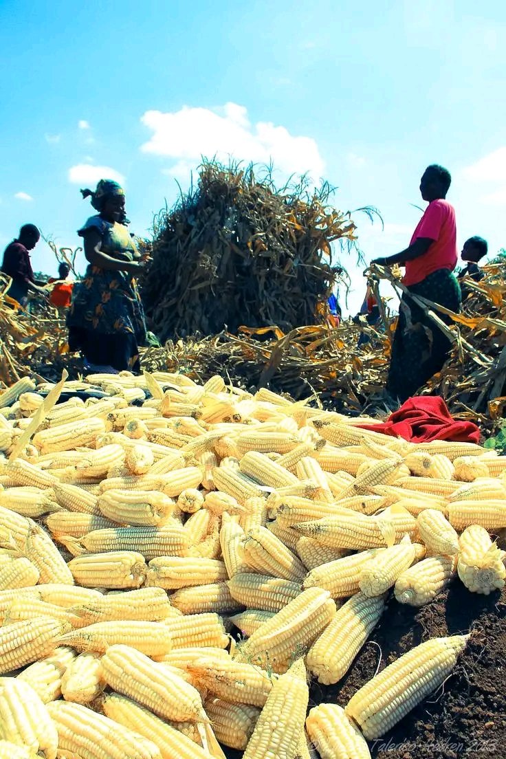 Maize Harvesting in Malawi 🇲🇼