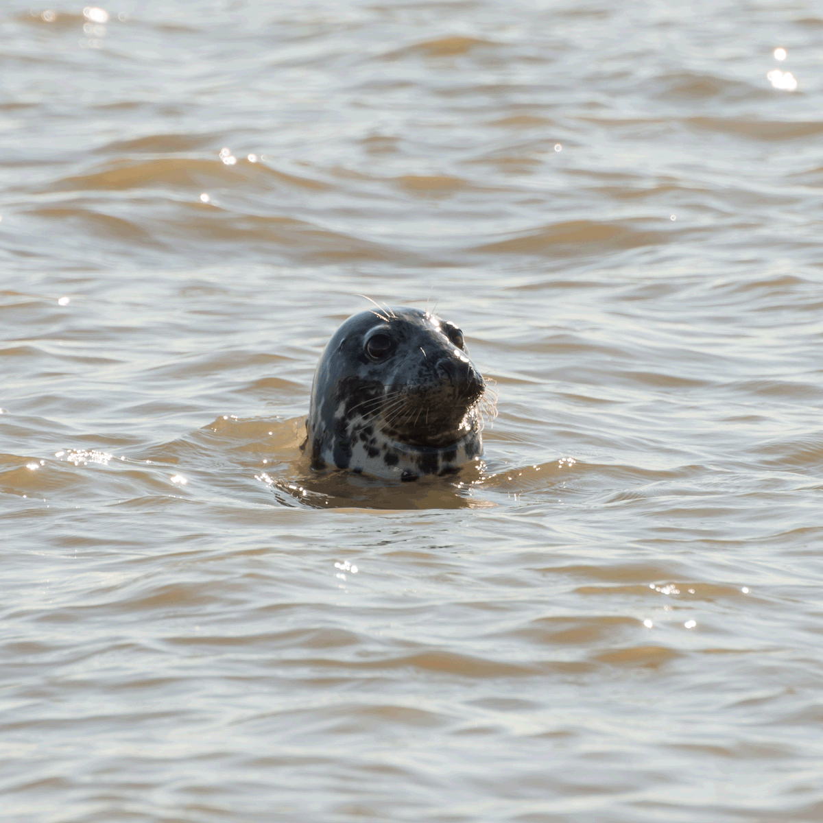 Did you know that the #RiverThames is is home to marine mammals -- harbour seals, grey seals, harbour porpoises and sometimes even dolphins and whales? If you see these beautiful creatures, follow our advice hubs.la/Q02tT-vm0 #London #Kent #Essex #PortOfLondon