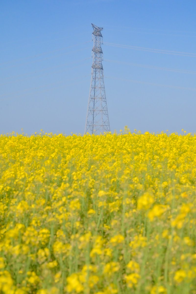 ybr1252014's tweet photo. 南相馬市原町区　菜の花迷路にて

#私とニコンで見た世界 
#ファインダー越しの私の世界 
#写真で伝える私の世界
#D780
＃菜の花 https://t.co/tAaCg8fPgQ