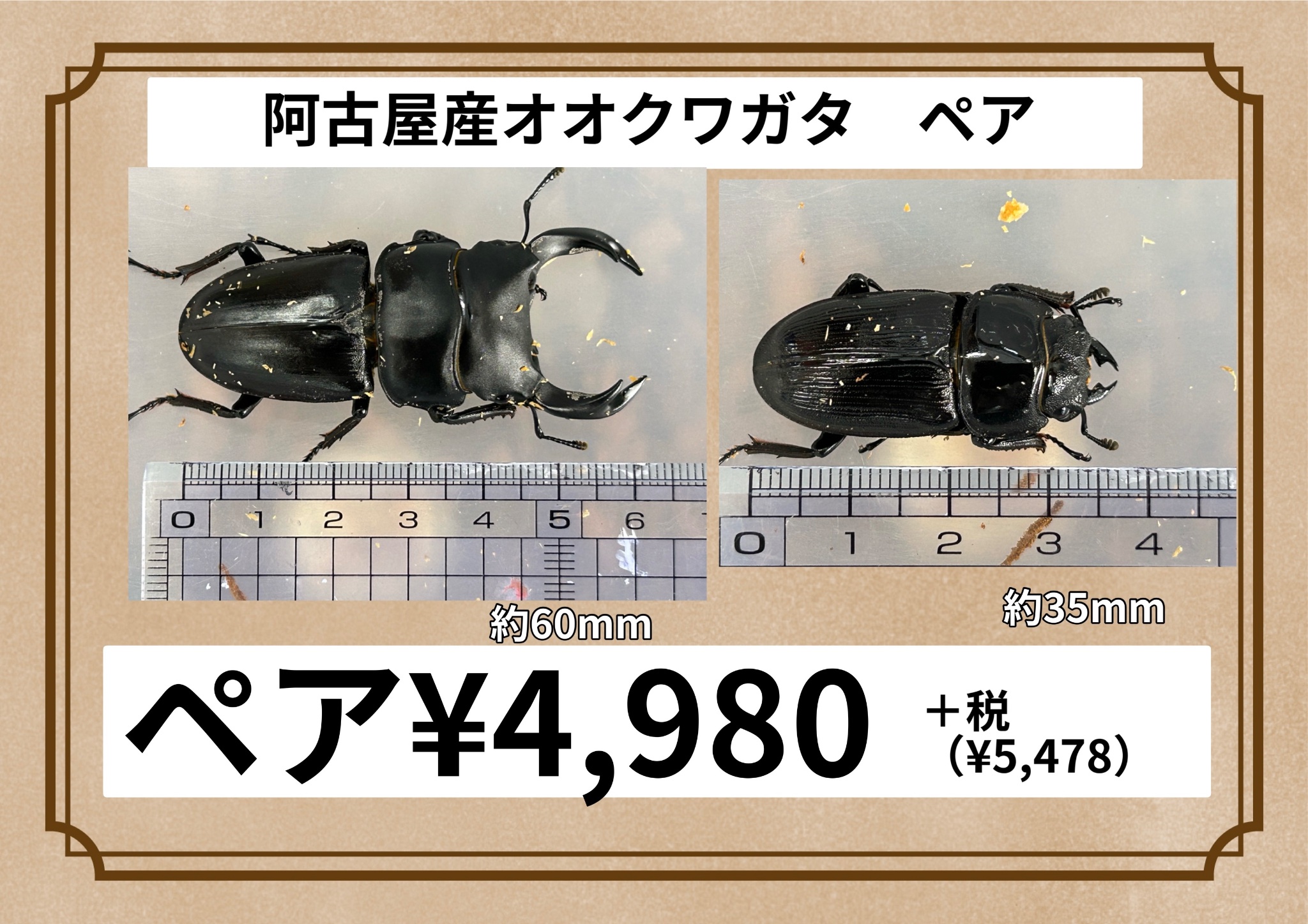 極太オオクワガタペア【値下げしました】