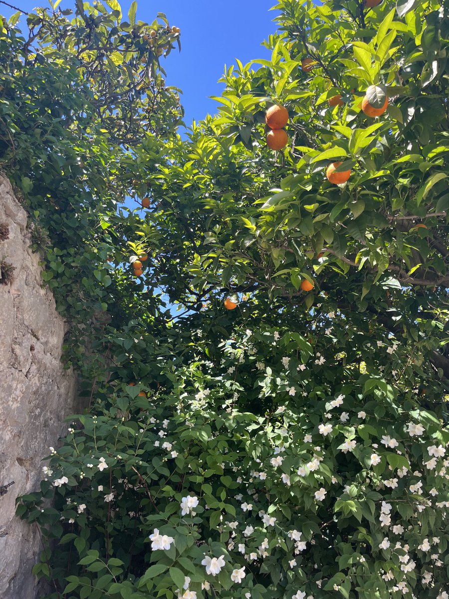 Indian jasmin & Croatian wild orange in my garden….there is so much more beauty to this world than disasters currently in motion. We need to build up a better place for all, #India & #EU can do way more together ⁦@sandiplomat⁩ ⁦@samirsaran⁩ ⁦@ConstantinoX⁩