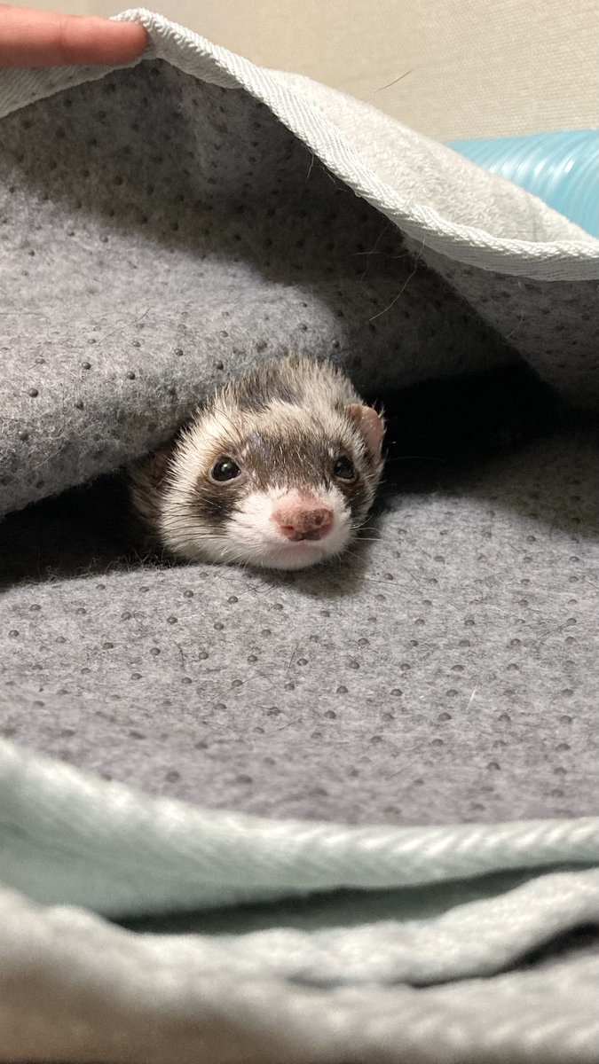 ftb525's tweet photo. ほぇ？？？

#ferret 
#フェレット
#페렛 https://t.co/ds34A2WzIZ