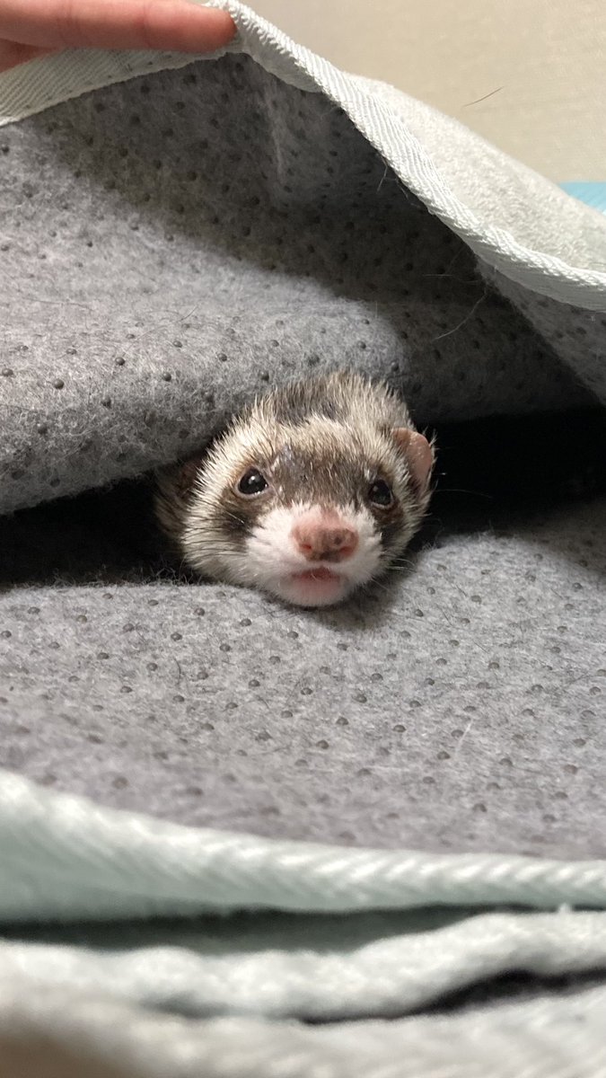 ftb525's tweet photo. ほぇ？？？

#ferret 
#フェレット
#페렛 https://t.co/ds34A2WzIZ