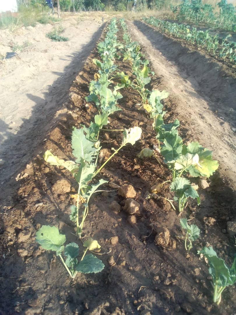 Sandy Soil in our Garden. Growing Veggies in Rural Production.