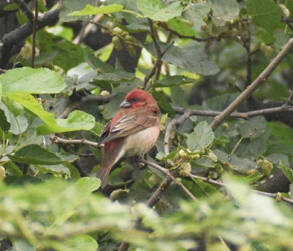 Common rosefinch loves to feast on mulberries ,i found this on the same tree as last year . #indiaves #TwitterNatureCommunity #ThePhotoHour #birdwatching #birdphotography