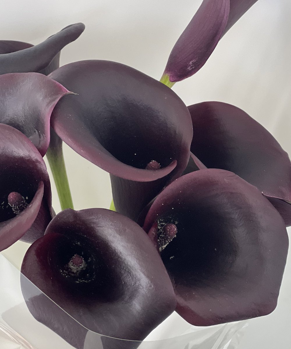 عادي عندكم😰😰😰😰😰 !!!!!!!
أجمل ورد شفته بحياتي