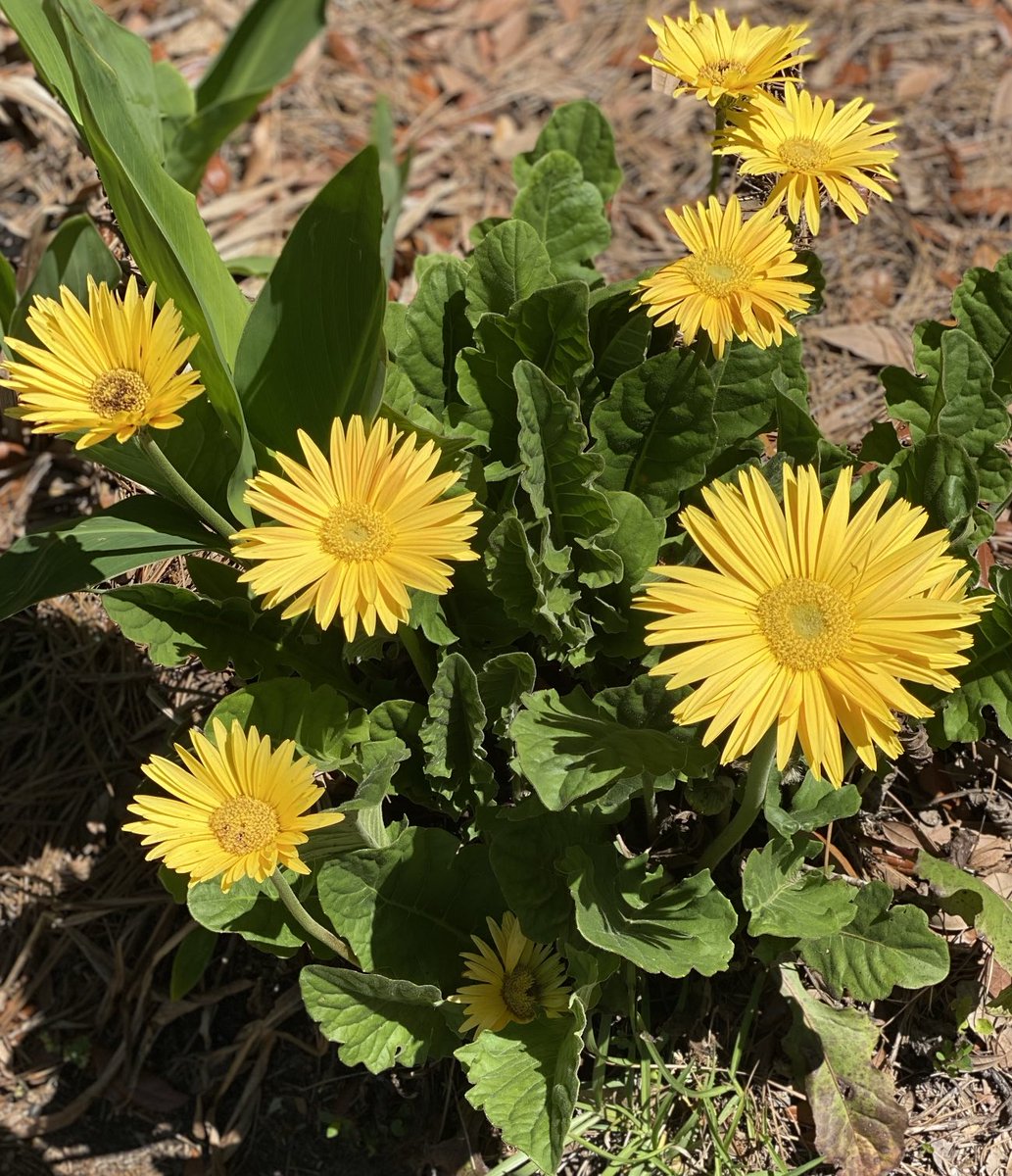 Gerbera daisies popping out for you for #SundayYellow. Hope it’s sunny where you are today, friends! #Flowers #GardeningX #MasterGardener