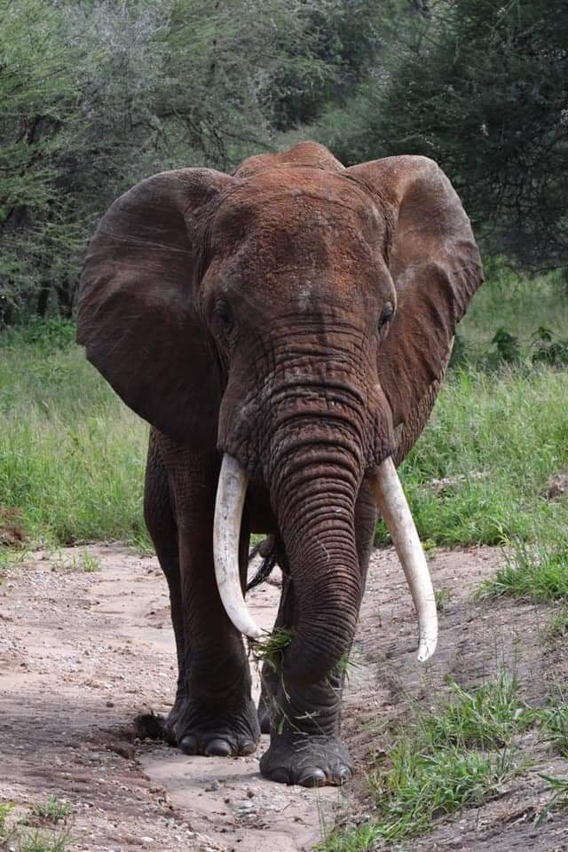 A huge tusker in Lake Manyara National Park