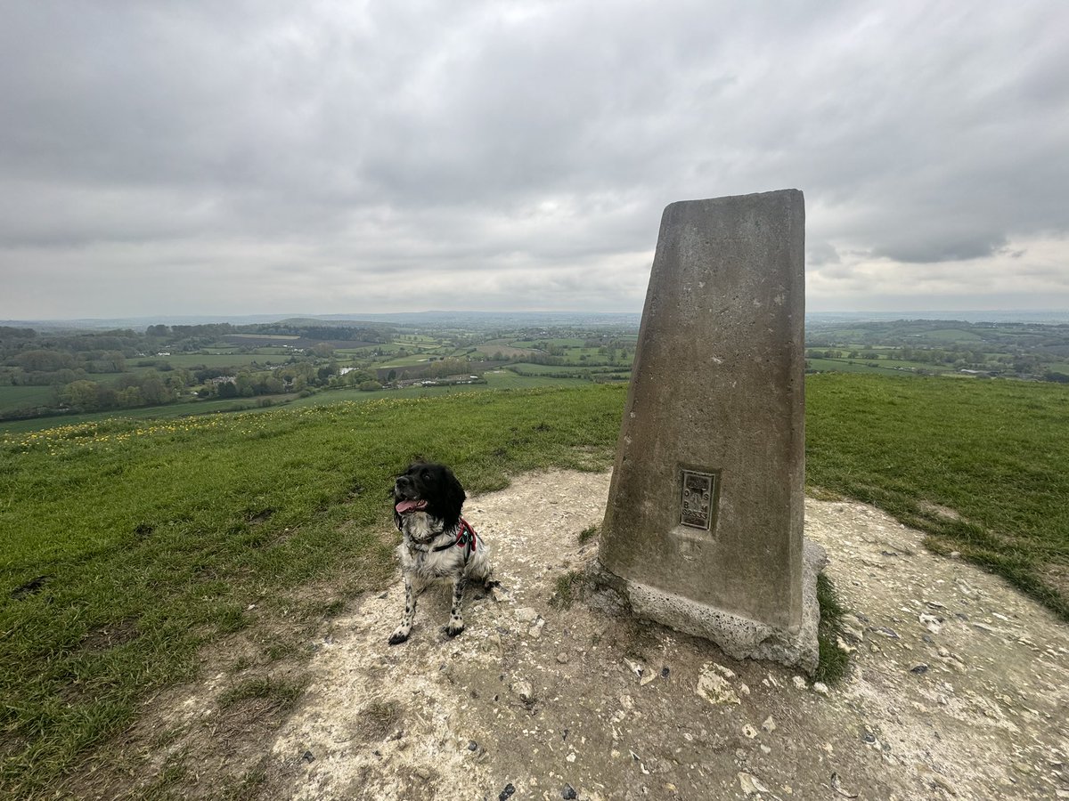 ScrumpyTrigs's tweet image. Trig 2: Short and sweet at @nationaltrust  #CleyHill Height 239m Flush bracket S2533
Stunning views over Warminster. No UFOs seen