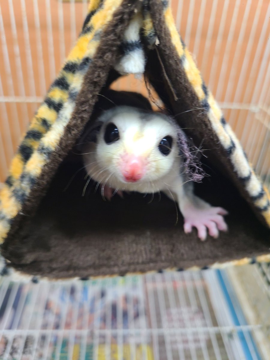 pet_plaza_ichi's tweet photo. ゴールデンウィークイベント！
Xフォロワーさん限定！
フクロモモンガフェアを開催します！！
ホワイトフェイス　オス　
税込19800円
リューシステック　オス
税込29800円
プラチナモザイク　オス
税込39800円
各一匹のみです！
ご来店の際にスタッフにXを見たとお伝えください！
#フクロモモンガ https://t.co/hLreFAIL7b