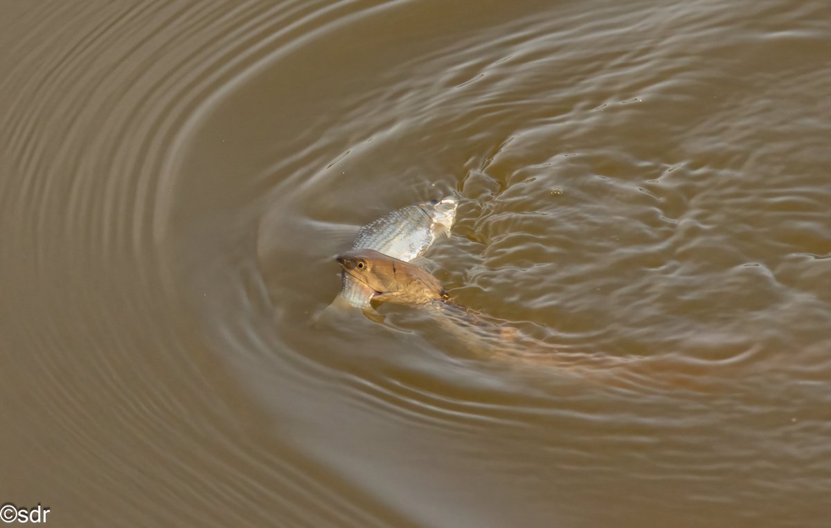 Out birding, got a Snake instead of a snakebird with a fish catch. @IndiAves @ragnyabhawani #BBCWildlifePOTD