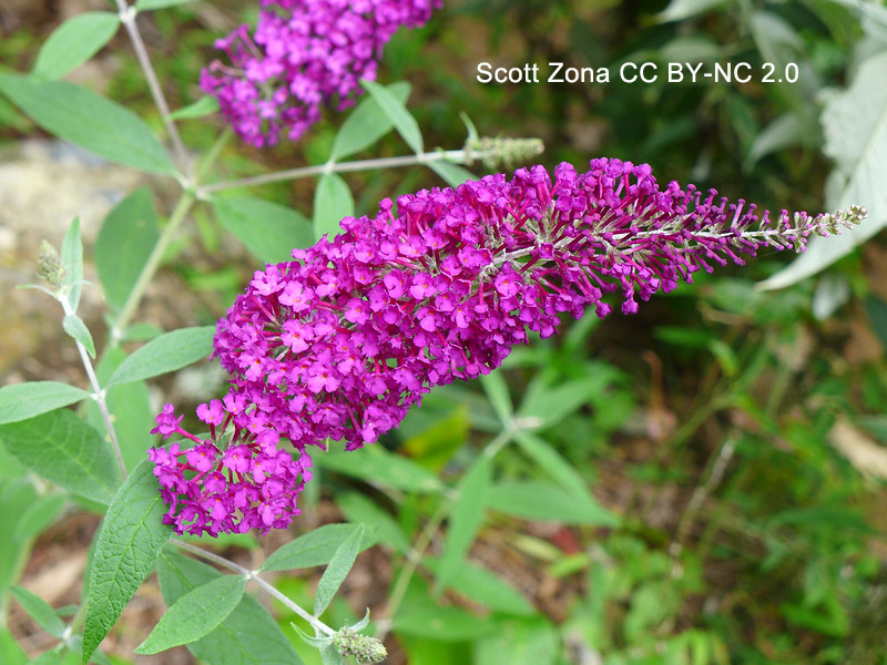 Back in the 20th century, when I first learned Buddleja (sometimes spelled Buddleia) it was in the #Loganiaceae or even Buddlejaceae, but nowadays it’s in the #Scrophulariaceae. This peripatetic genus of 111 spp. is more than just weedy B. davidii (pictured). It’s #Buddleja week!