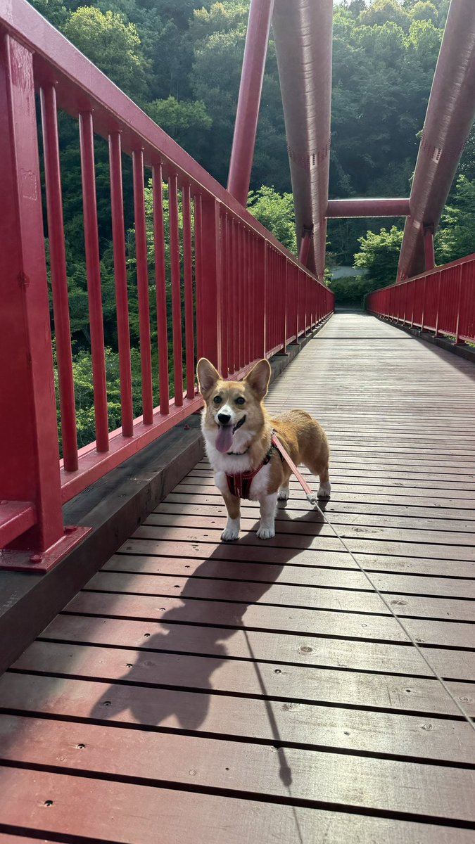 今日は、夏のよう。
暑い🥵日に。
日差しが強くなりました。

溪谷でハイキング🥾

赤い橋とコーギーです。

#コーギー
#暑い
#溪谷