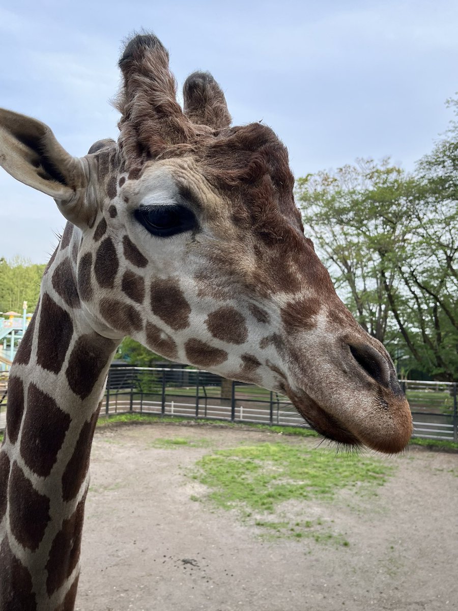 utsunomiya_zoo tweet picture