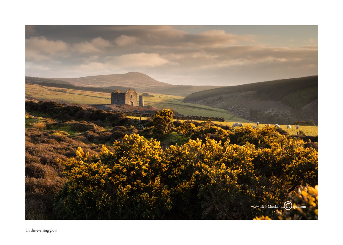 'In the evening glow' - Beckwith's mine from last week in the lovely evening light.

#ManxNature @visitisleofman @IOMTourismTrade @BiosphereIOM