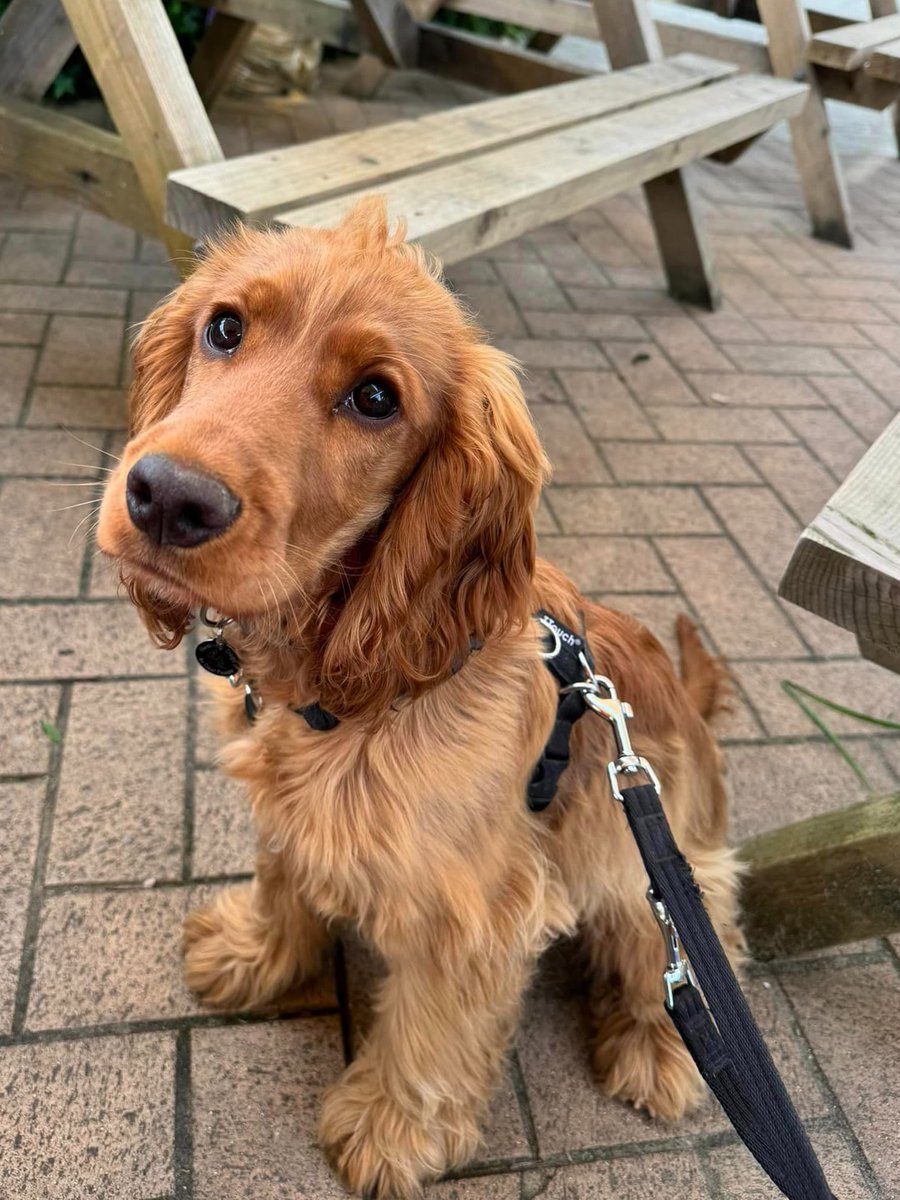 Cocker spaniel Libby did so well on her first visit to a quiet café, and she settled brilliantly in the outside seating area 🥰🐾 Libby was relaxed and comfortable in a new environment and waited very patiently for her volunteer trainer. Well done, Libby! 😊