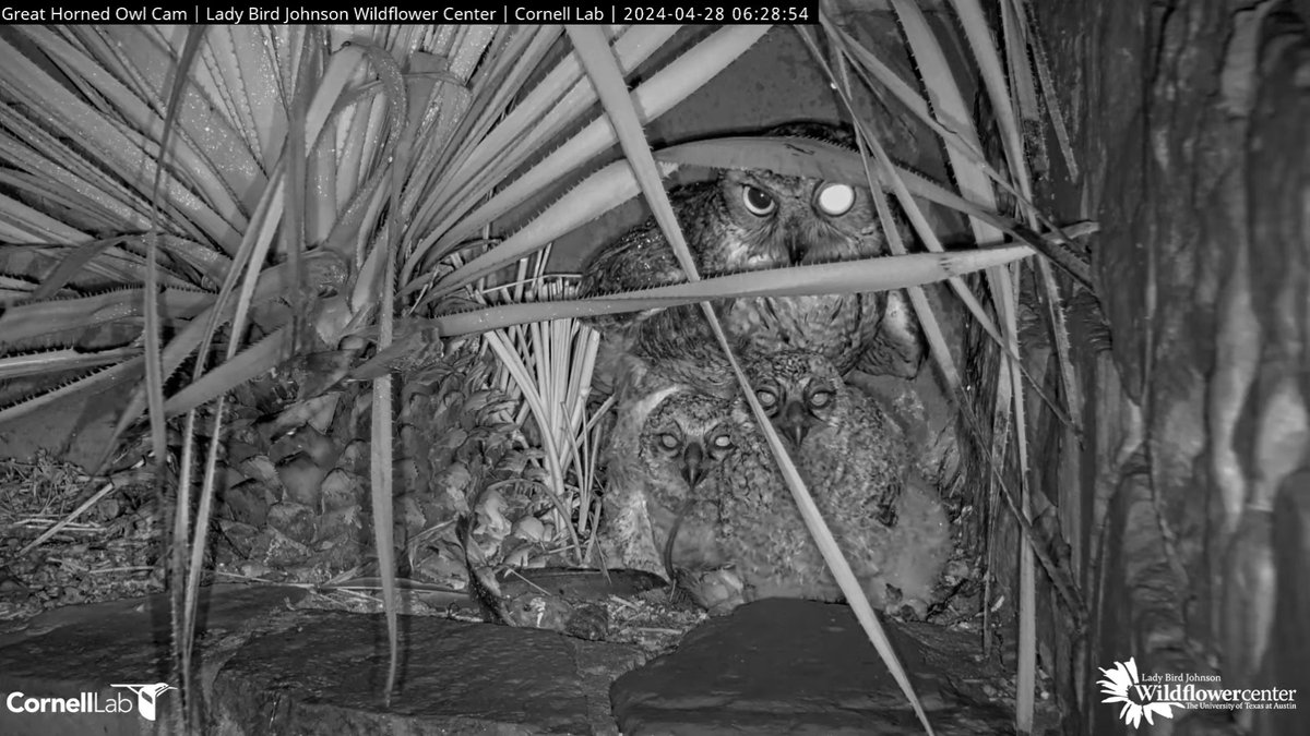 06:28, 4/28 Athena & the owlets take a short break between breakfast bites