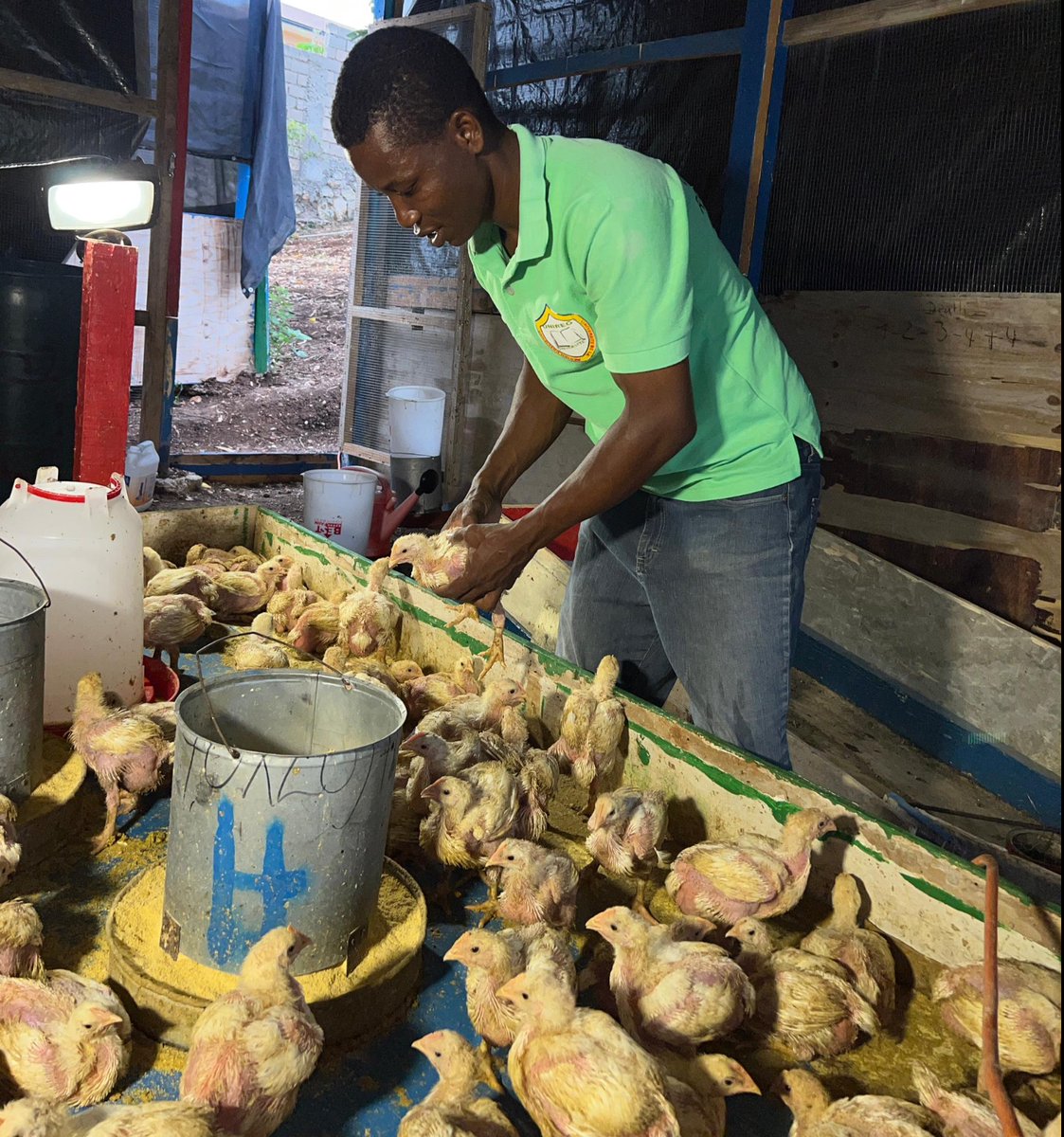 We expanded our chicken coop to over 200 chickens, so we are so thankful to our friend and Britsionary, Tony, for taking the time to speak to our kids about raising chickens. They had lots of questions and Tony could not have been more helpful. Thanks Tony!