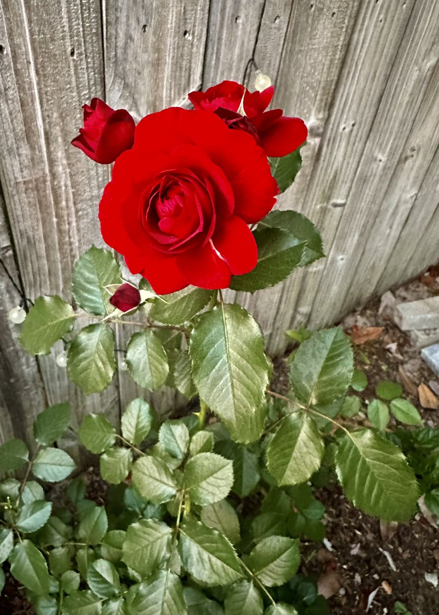 @gontanokoneroku #Roses in my yard #FortWaltonBeach