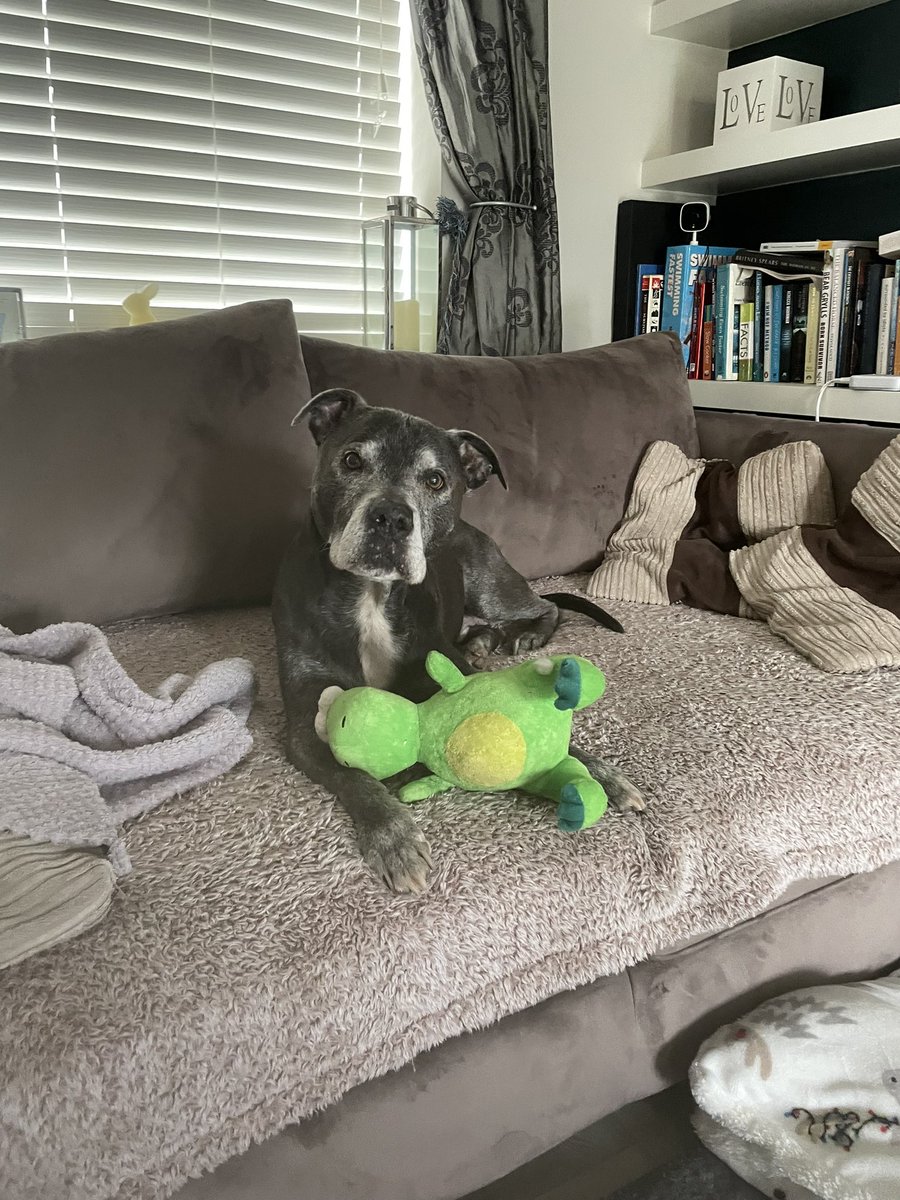RomeoSuperStafi's tweet photo. Have a lovely Sunday everyone. I will be spending the day with my new friend Dave the Dinosaur 🦖 snoozing and having a delicious @naturesmenu dinner. The perfect Sunday! 
#GetTheRawFoodLook #herostaffy #naturesmate #superstaffy #happystaffy #rawfeddog #naturesmenu #sundayfunday https://t.co/ZaSaCVlkjA