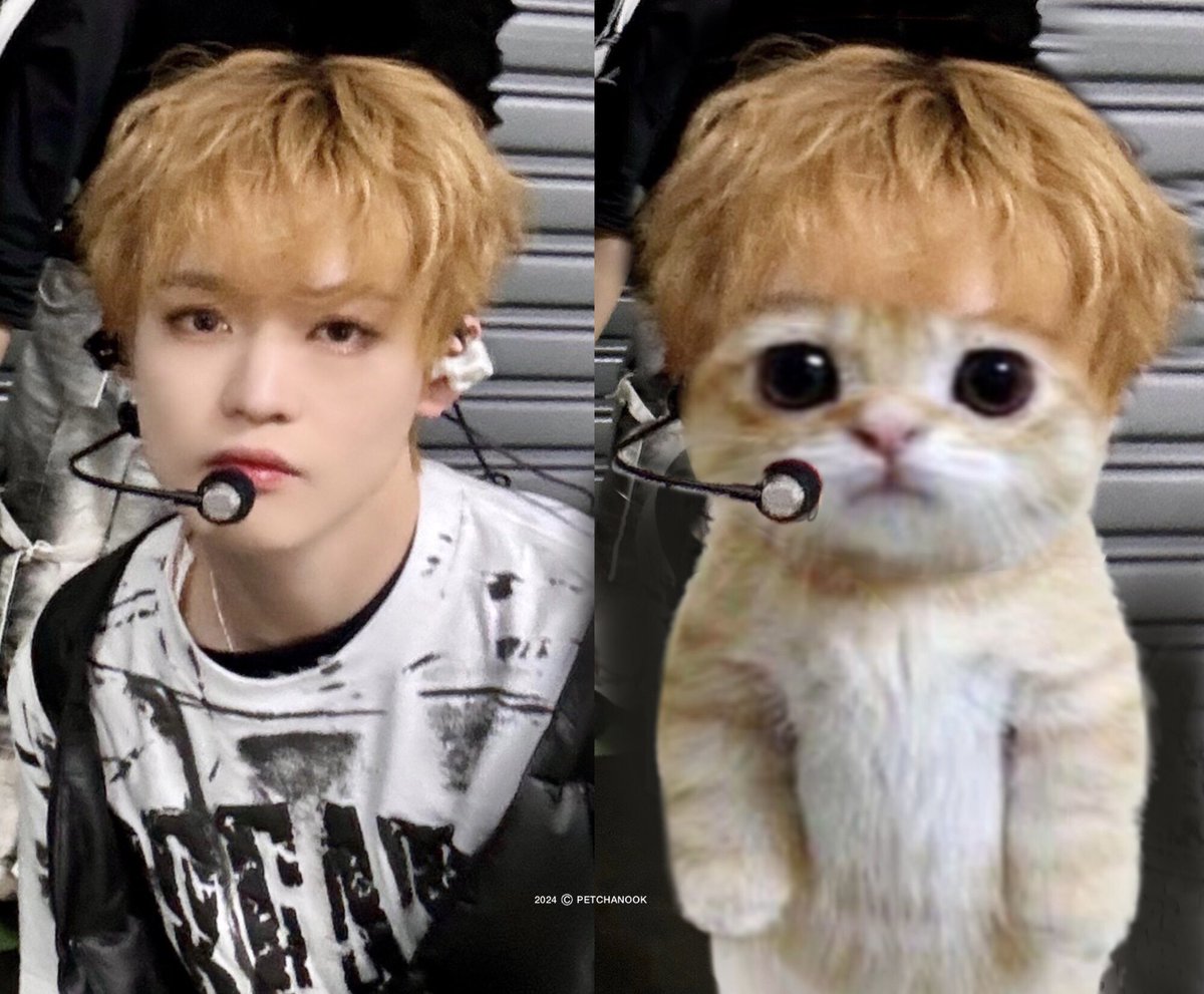 =^._.^= ∫ ᵐᵉᵒʷˎˊ˗ᵐᵉᵒʷˎ