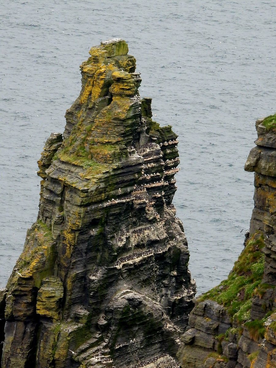 MaaikeWermer's tweet image. Duizenden zeekoeten verdringen elkaar op de smalle richeltjes van de cliffs of Moher.  Af en toe een vlucht over zee voor een visje en weer hop gezellig kibbelend naast elkaar. #cliffsofmoher #guillemot #zeekoet #Ierland
