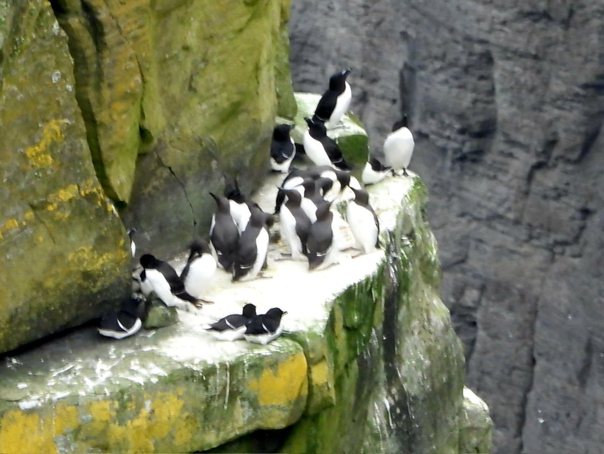 MaaikeWermer's tweet image. Duizenden zeekoeten verdringen elkaar op de smalle richeltjes van de cliffs of Moher.  Af en toe een vlucht over zee voor een visje en weer hop gezellig kibbelend naast elkaar. #cliffsofmoher #guillemot #zeekoet #Ierland