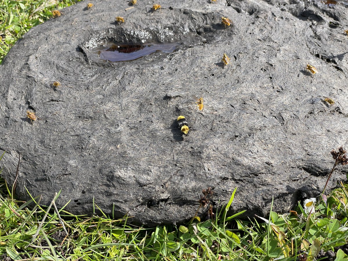 Eurori🤩 Mit første fund af Humlerovbille i Hanstholm, og så endda sammen med min søn. Humlerovbille er kongen af kokasserne. En lynhurtig jæger det æder andre insekter der lever på lort. #DKnatur #biodiversity  #Emushirtus 

arter.dk/observation/re…