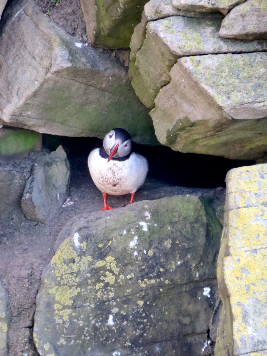 @SteelySeabirder Happy #SuperSeabirdSunday from the Sumburgh Head burrows!