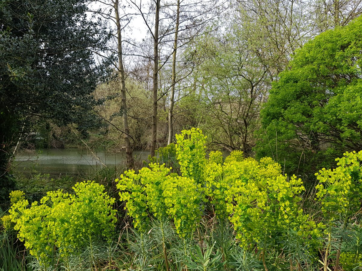 Euphorbias in Battersea Park

Good afternoon and happy Sunday lovely twitter friends😊