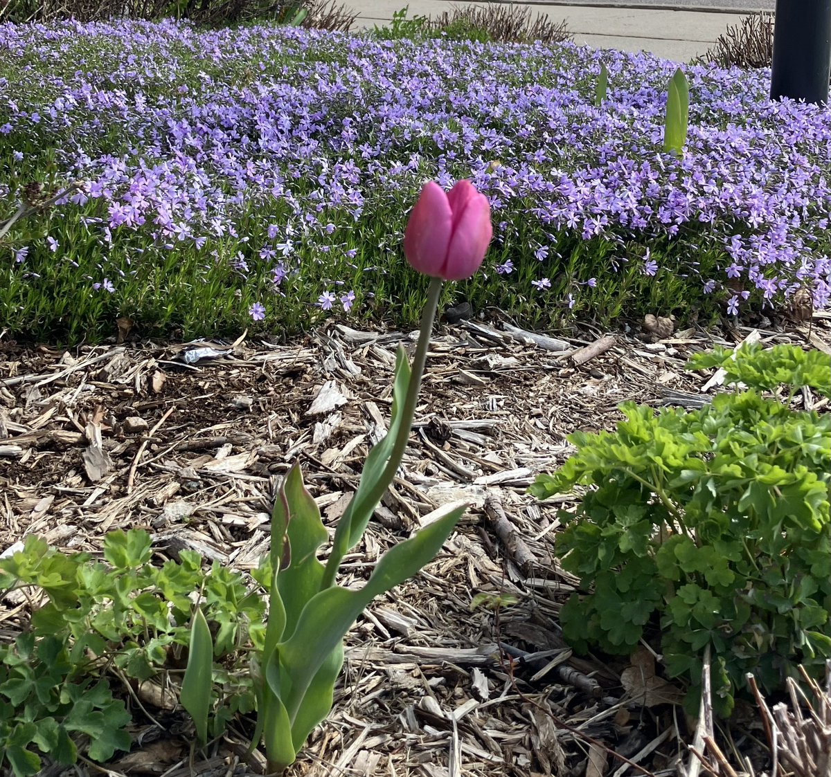Happy Sunday! A tulip is blooming about The phlox in the flower bed’s sprouts. It doesn’t belong , But it’s message is strong— Be courageous, stand up, and stand out. #limerick #NationalPoetryMonth #limerickSunday