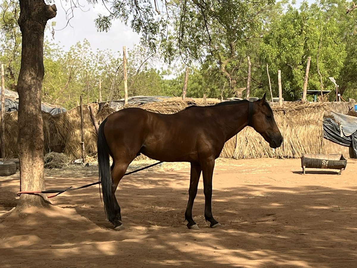 Son kowa, “Aimé de tous”(?), vainqueur à tant de reprises à la course de chevaux au Niger et au Nigeria, qui a remporté pour le #Niger 🇳🇪 la Coupe de la Reine à Kano il y quelques années. Quel beau cheval!