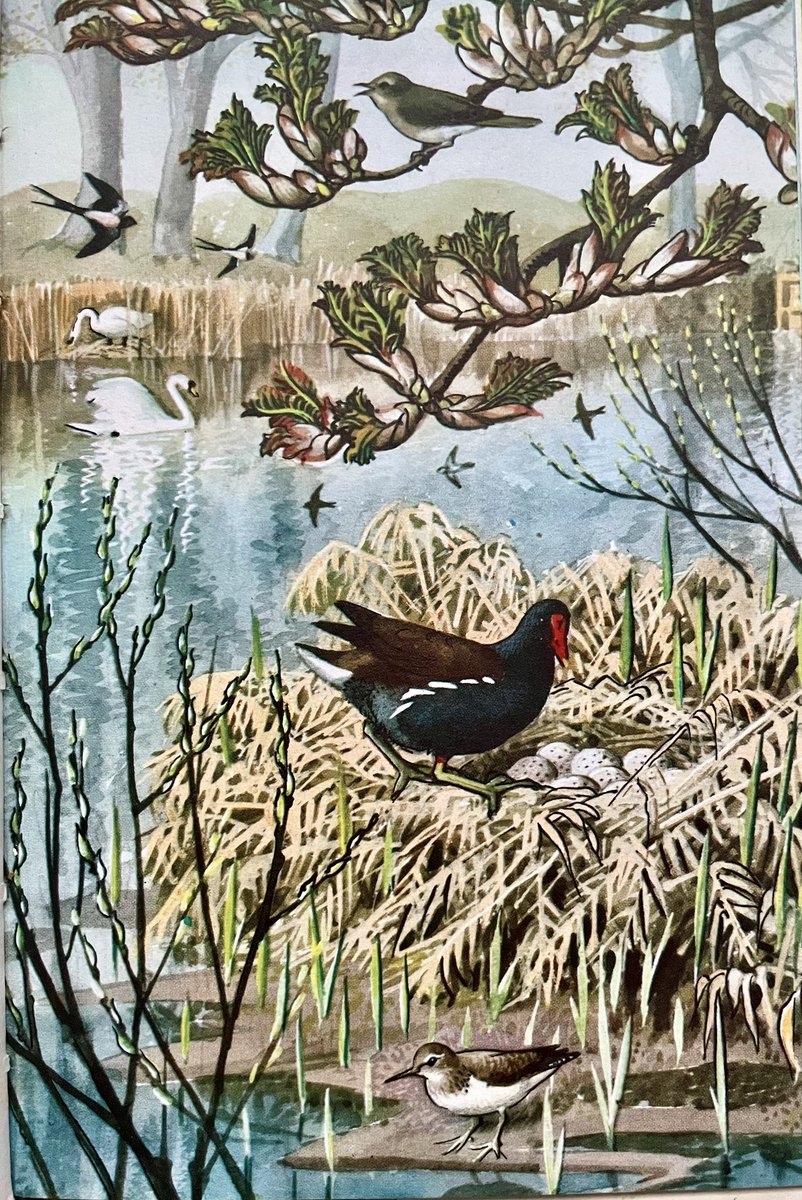 “The willow saplings are breaking into leaf, and the sycamore leaves are escaping from the bracts that have guarded them throughout the winter” Writer: EL Grant Watson Artist: CF Tunnicliffe
