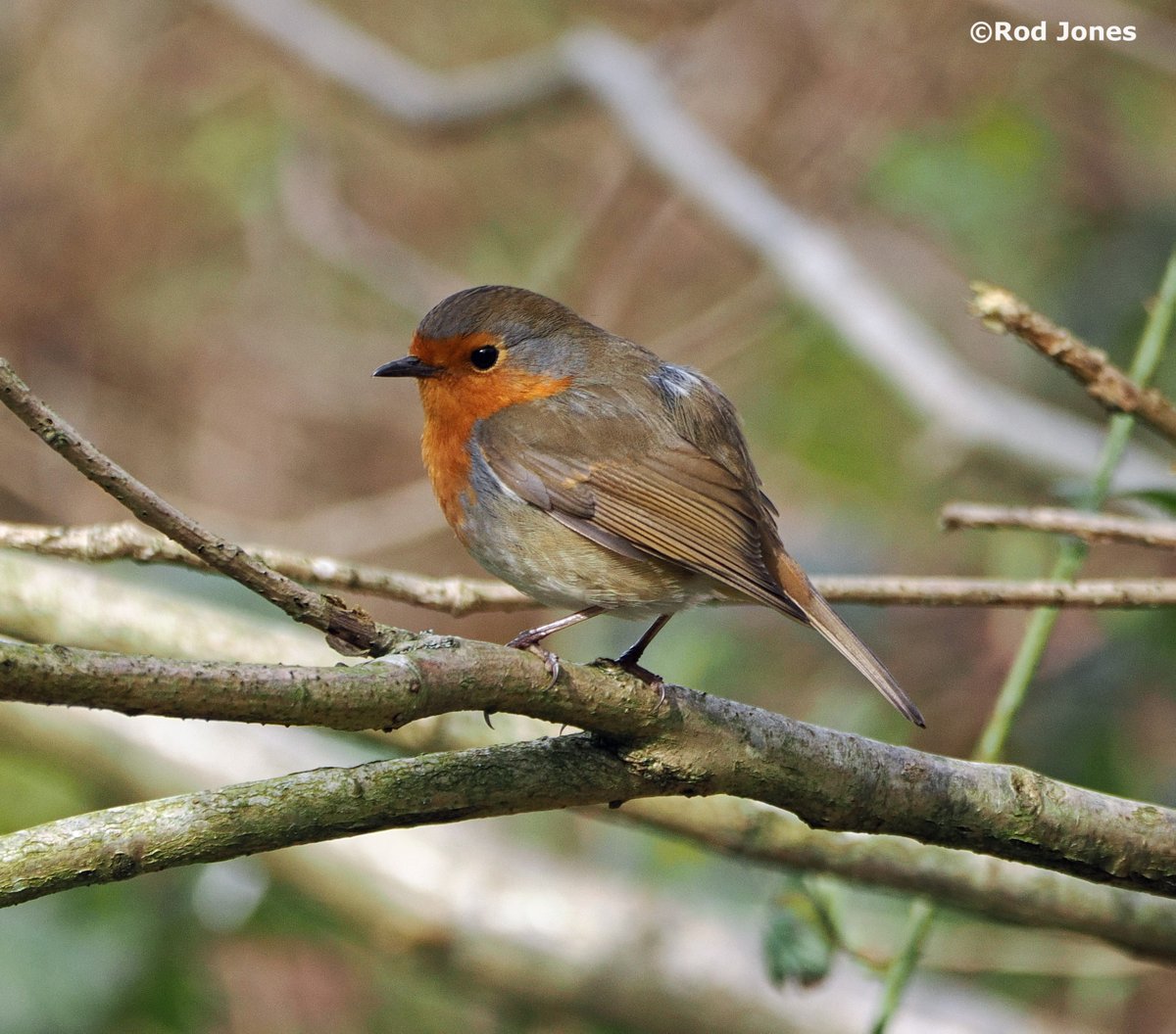 Robin at Cromwell Bottom. #ThePhotoHour #TwitterNatureCommunity #wildlife #nature #birds