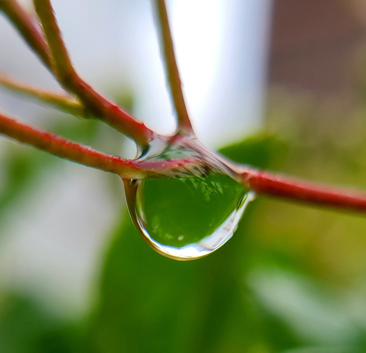 @WLH1972 Am going with #macro also. Raindrop at a junction. #SundaySharing #photo