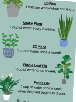 #plants 
#plantcare 
Follow Small tips for plant care