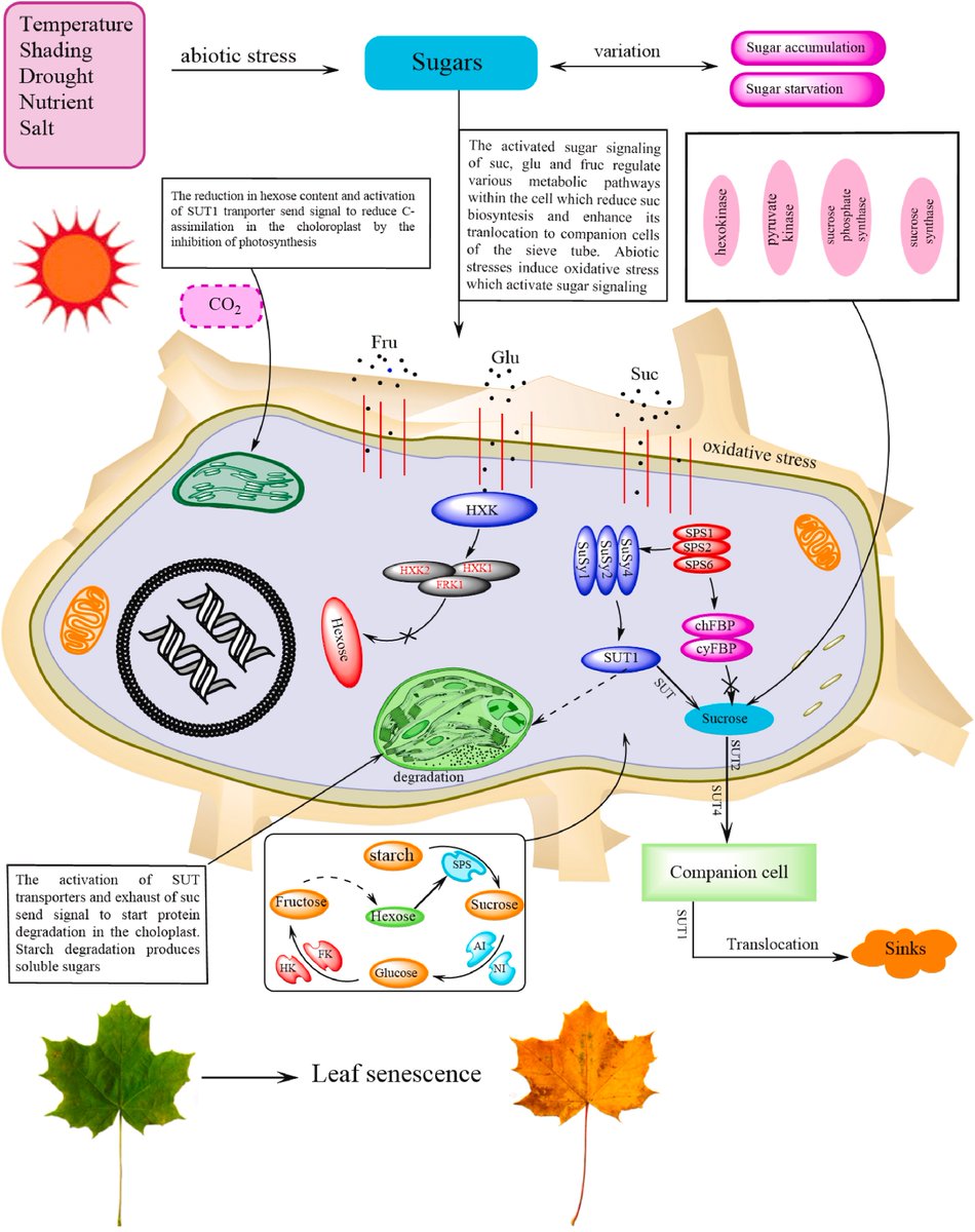 Review by Asad et al. @ELSenviron @ELS_Genetics How #abiotic stresses trigger #sugar signaling to modulate leaf #senescence? sciencedirect.com/science/articl… #PlantSci @ICSA_senescence @ScienceAlert @isciverse @TopResearchLink @PlantBiologyNSP @plantbiology201 @Scieducation1 @Sdg13Un