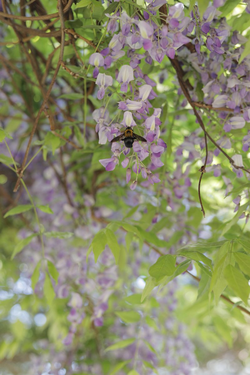 藤の花とクマバチ

 #Canonphotographer