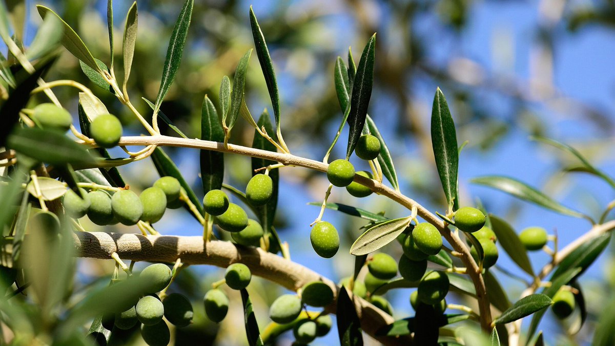 Huile d'olive: quand son prix va-t-il enfin baisser? l.bfmtv.com/bwoT