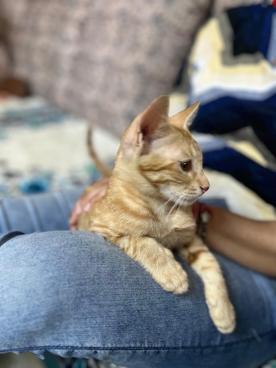 Ginger kitten 3 month old available for adoption.If interested contact 892080201.
Location -Ashok nagar west Delhi
#catadoption #petsdelhi #CatsOfTwitter  #catsofinstagram #catsdelhi