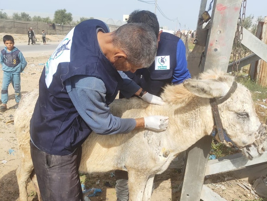 Our new mobile first aid clinic for donkeys and horses in Gaza desperately needs your help. Please help us to treat animals in desperate need by making a donation bit.ly/4a0GVVC