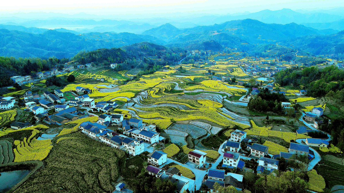 As the temperature rises, Fengyan Ancient Terraces of Xuanwo Town, Hanyin County, Ankang, Shaanxi, has displayed a masterpiece made of terraces and rapeseed flowers. Photoed by XU Yong #DAKAChina #DAKAHanyin