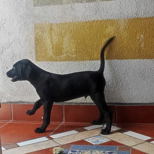 X CIERTO , EL CHIQUILLO DE LA FOTO ESTÁ EN ADOPCIÓN❤️, es un machito ya por cumplir 3 meses, muy inquieto y juguetón✨, busca a una familia muy paciente y amorosa que quiera conshentirlo unu❤️ x si saben de algún interesade pueden escribirme, ✨✨