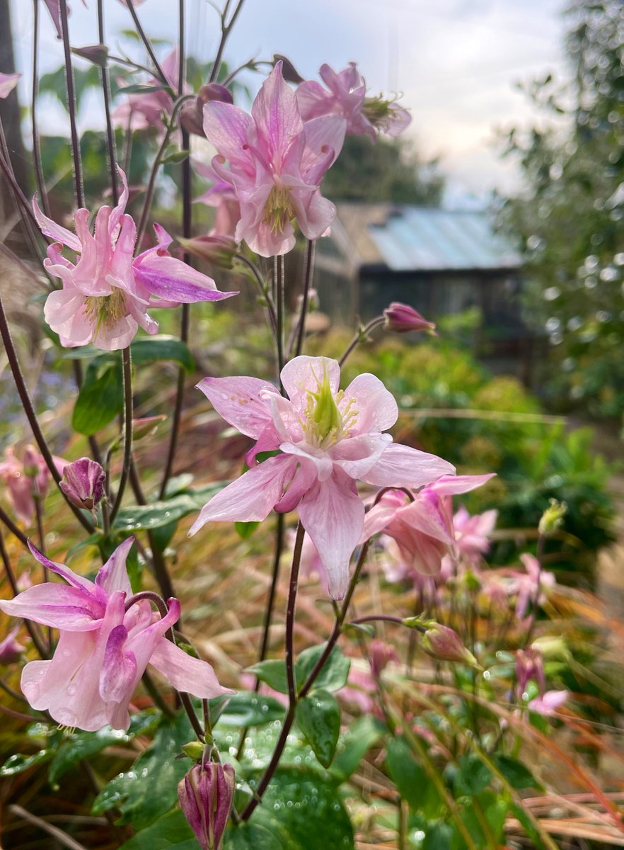 Flowers for free! Self-sown Grannies Bonnet are my #humblebraggage - what’s yours? Share for a shoutout on my non-award-winning 📻 show this morning from 10am. Find @BBCSounds via @BBCDevon 🙂