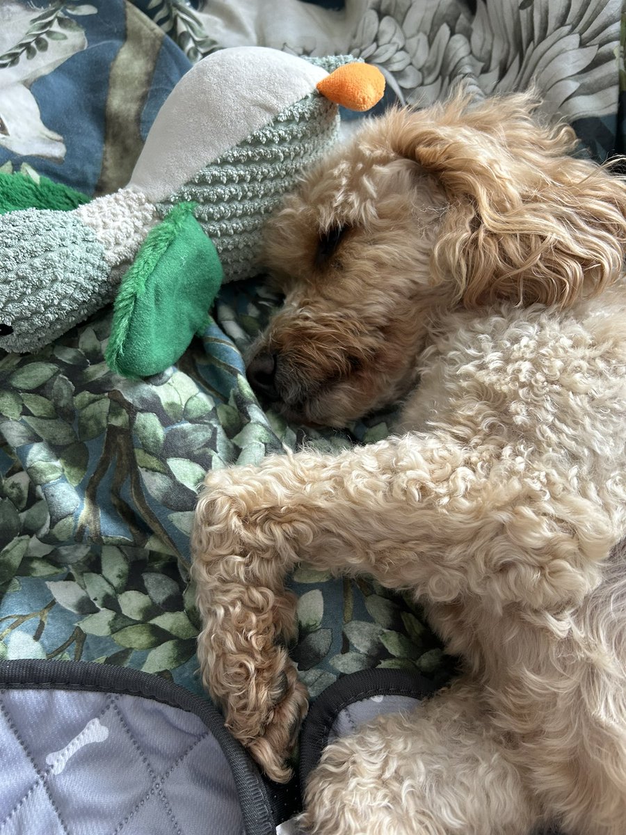 MollyK2019's tweet photo. Sunday lie in! 🐶💤 https://t.co/OQmn3Cx9ey